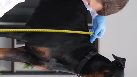dog measurement by veterinarian