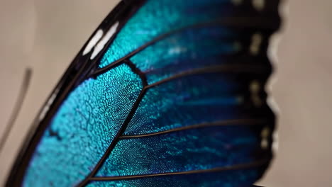 close-up of a vibrant blue iridescent butterfly wing
