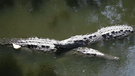 crocodiles 01