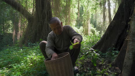 elderly man gathering plants in a lush forest