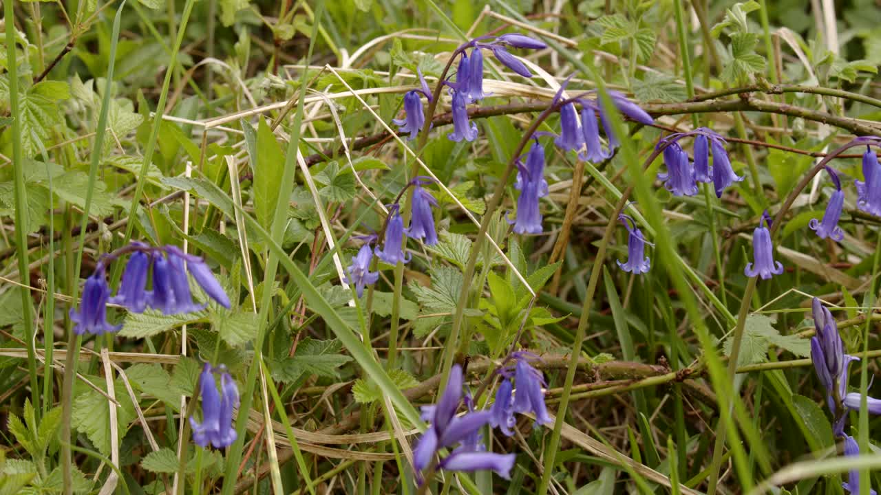 산울타리의 삼림 블루벨 꽃