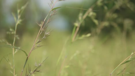 Tall-grass-is-swaying-in-the-wind