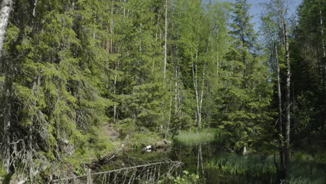 drone shot over the water surface of calm river in the woods