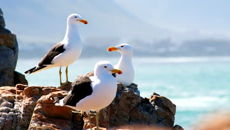 Tres-Gaviotas-Del-Cabo-Larus-Dominicanus-Tomando-El-Sol-En-Las-Rocas-De-La-Costa,-Tele