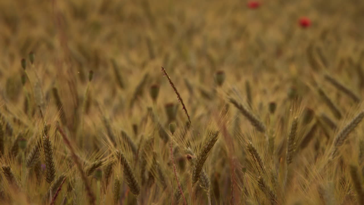 golden rye field with ripe wheat ready to harverst