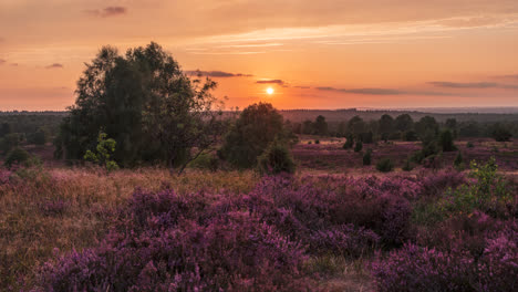 timelapse of sunset in blooming heathland