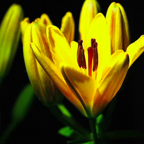 Una-Flor-Amarilla-Se-Abre-En-El-Lapso-De-Tiempo-1