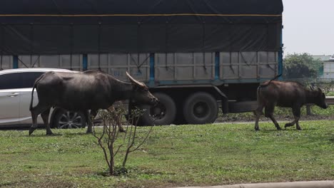 buffalo walking by road as vehicles pass