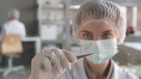 scientist examining a small plant in a laboratory setting.