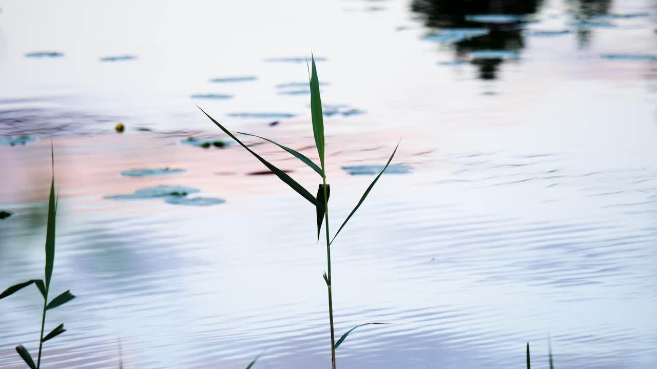 노르웨이 aust-agder에서 화창한 가을 저녁에 호수, 일몰, 짚의 정적 샷