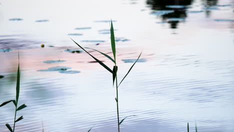 static shot of a straw, at a lake, sunset, at a sunny autumn evening, in aust-agder, norway