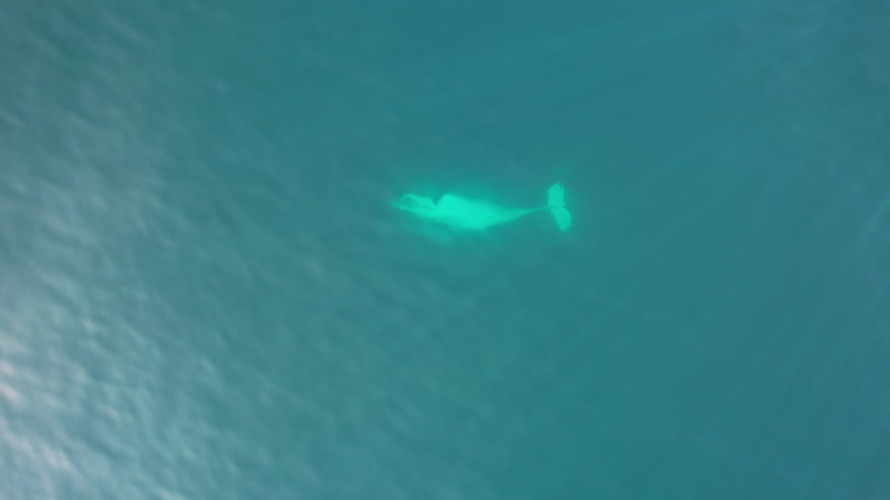 Humpback Whale In Clear Blue Ocean - Aerial Top Down