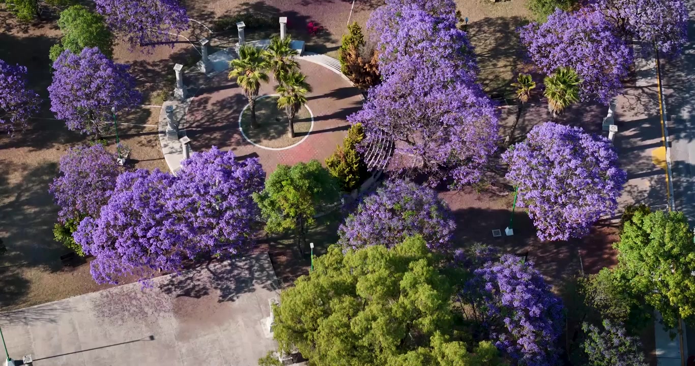 Alberi di jacaranda in fiore colorano Città del Messico in primavera con i loro iconici toni lilla. Originariamente introdotti dal Sud America all'inizio del XX secolo, definiscono il paesaggio urbano della stagione.