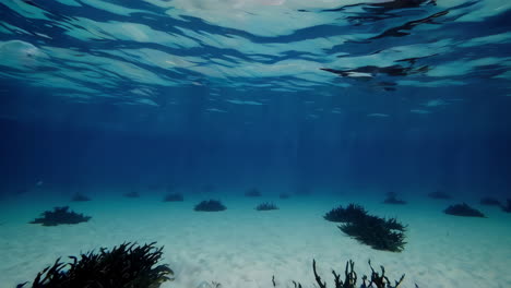 underwater bubbles and seaweed