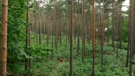 aerial drone of deep forest scaling to the top