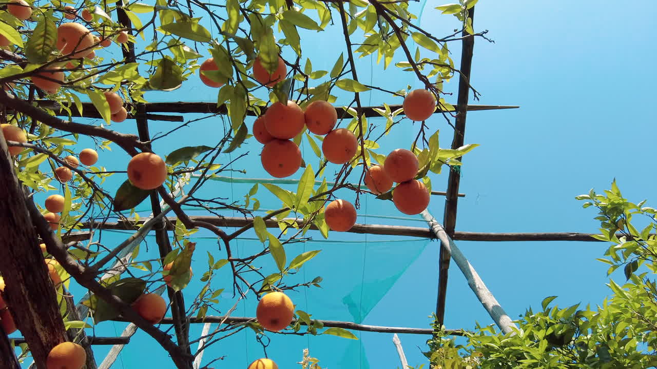 Close up of oranges at the Sorrento lemon farm in Italy