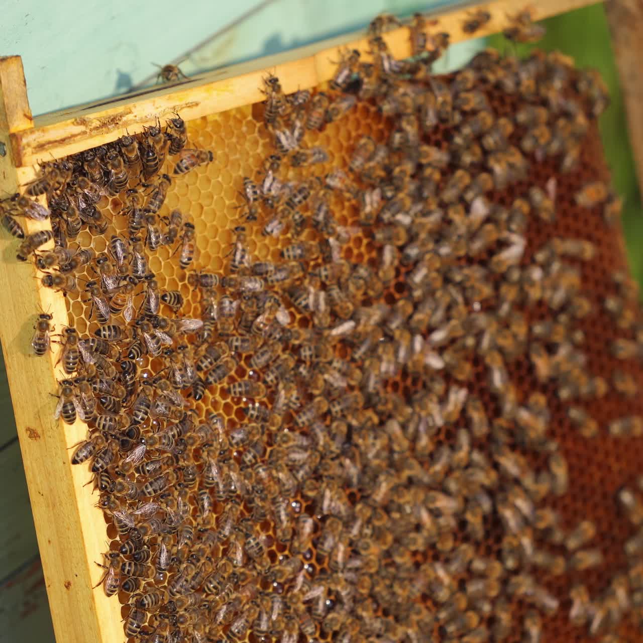 Honey cell with bees flying above. Sunny day in meadow with colorful hives. Apiculture