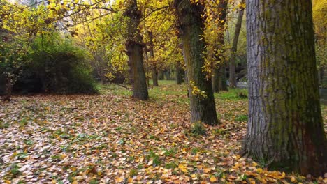 Trees-growing-near-river-in-park