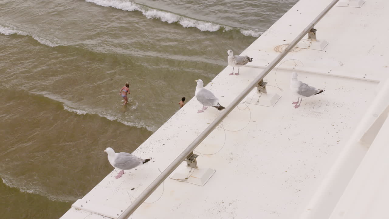 해변에서 물개 새의 그룹