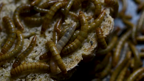 The-Mealworm-is-a-species-of-Darkling-Beetle-used-to-feed-pets-like-fish,-snakes,-birds,-and-frogs