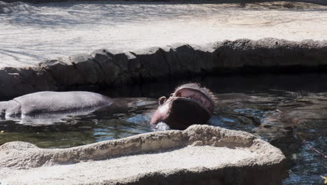 hippo opening his large enormous mouth and showing his teeth