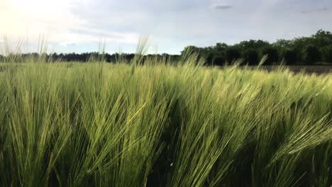 Picturesque,-serene-scene-in-Subotica,-Serbia-featuring-a-lush-crop-of-swaying-fox-tail-plants-with-a-forest-backdrop,-under-sunlit-slightly-cloudy-sky,-viewed-up-close-and-from-a-front-perspective