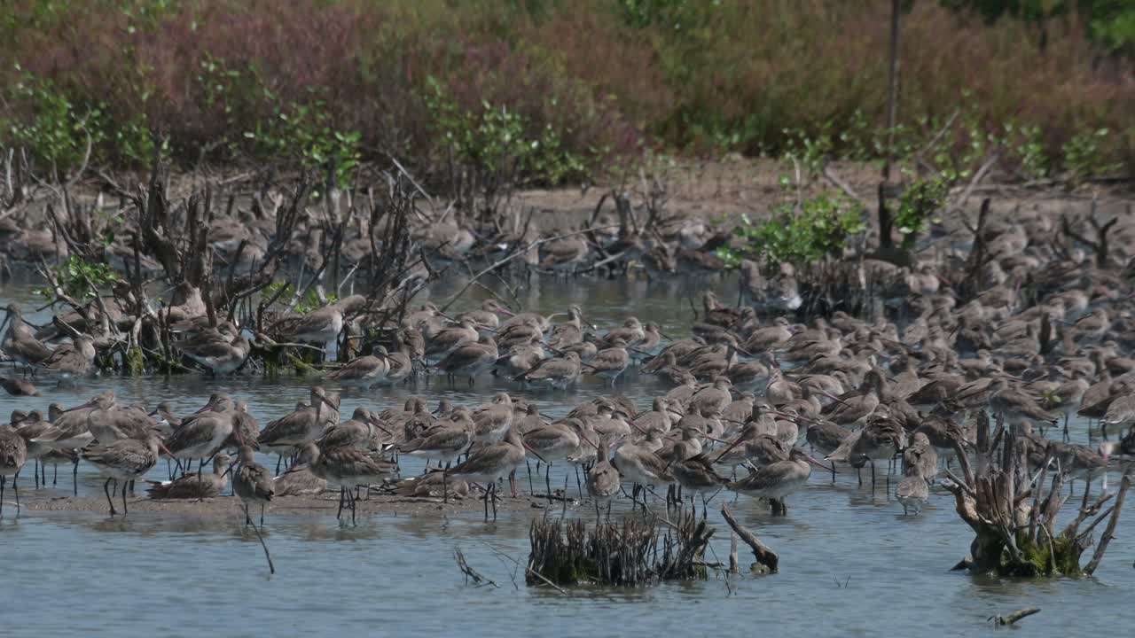 많은 블랙테일 고드위트 (black-tailed godwits) 가 한 곳에 모여서 다시 먹이를 먹기 전에 낮 동안 휴식을 취합니다. - 리모사 리모사 (limosa limosa)
