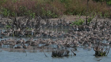 so many black-tailed godwits at one place resting during the day before feeding again, limosa limosa, thailand