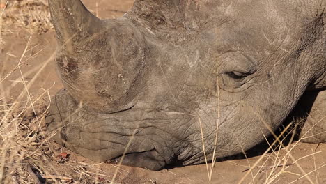 close-up of a white rhinoceros's face as it sleeps