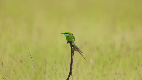 Small-Green-Bee-eater-flies-off-and-catches-a-fly-and-lands-back-on-the-twig