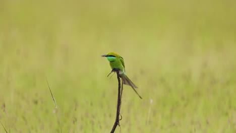 small green bee-eater flies off and catches a fly and lands back on the twig