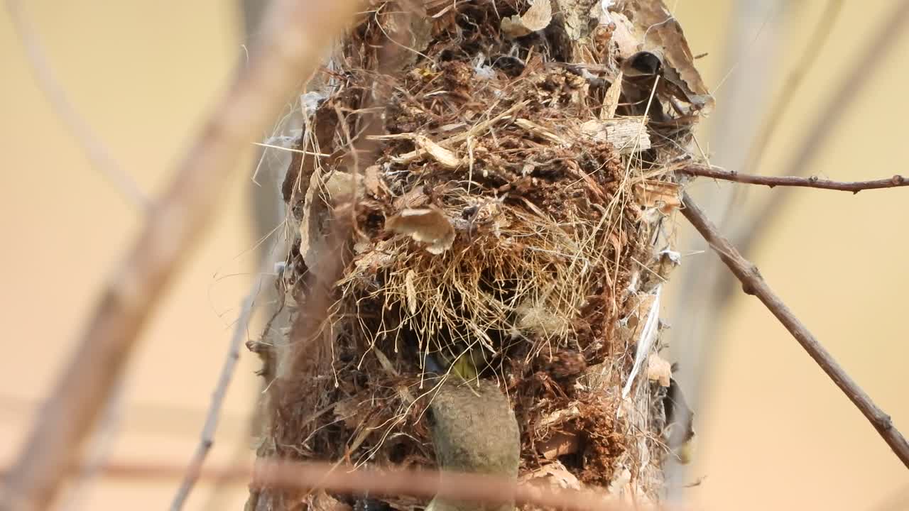 Hummingbird waiting on tree for pray | Premium Stock Video Footage