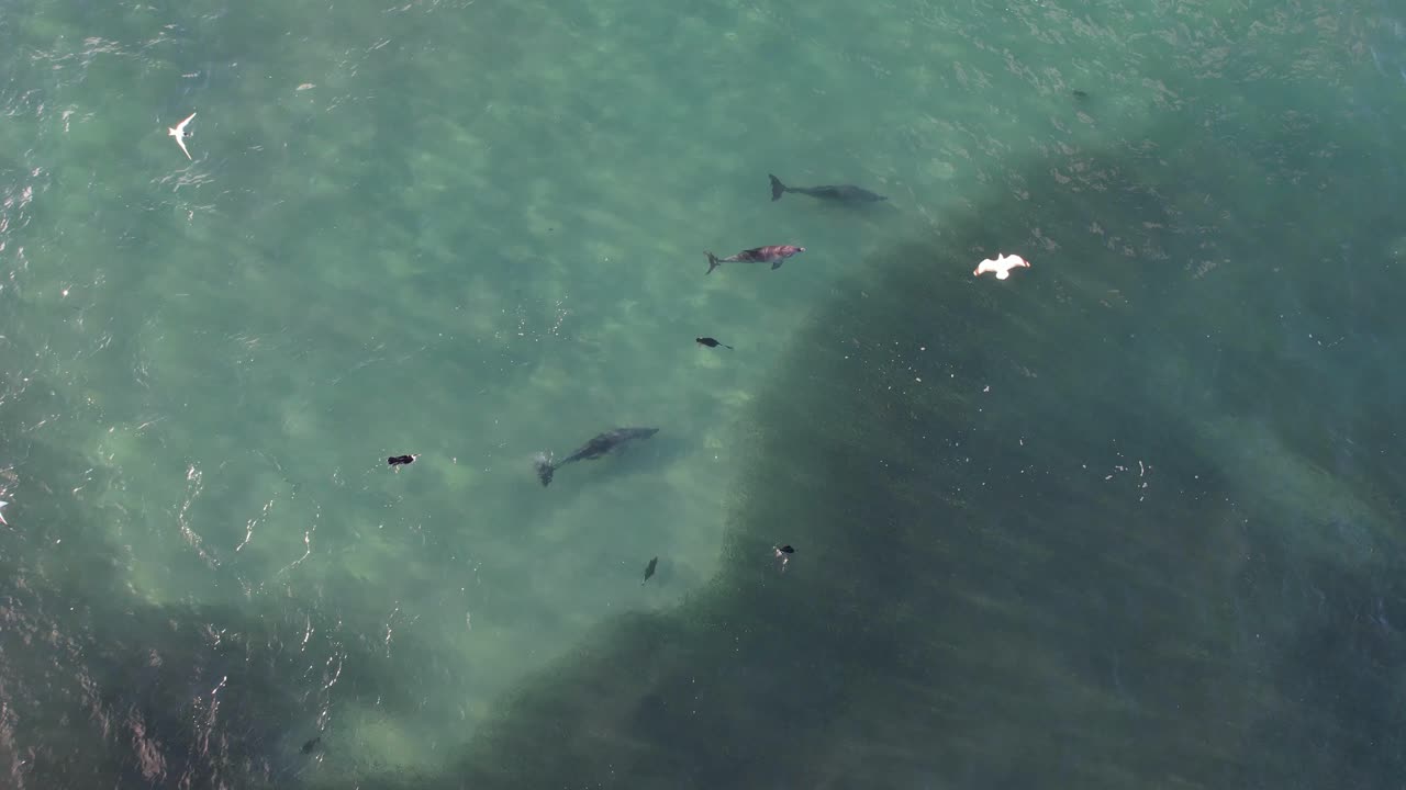부러진 머리 에서 물고기 를 사냥 하는 바구니 코 돌고래 nsw - 바이론 지역 - 오스트레일리아