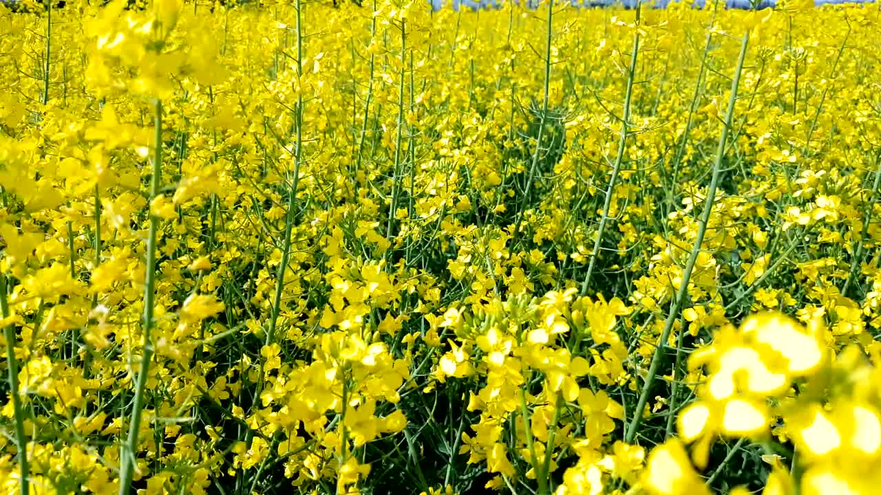 푸른 구름 없는 하늘과 함께 꽃이 피는 노란색 라프시드.