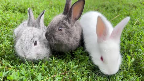 a group of adorable bunnies are eating green grass in the garden. cute animal and pet