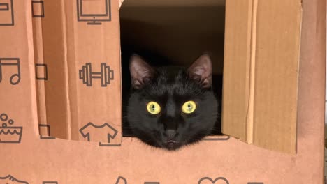 black cat with big yellow eyes looking out of the box