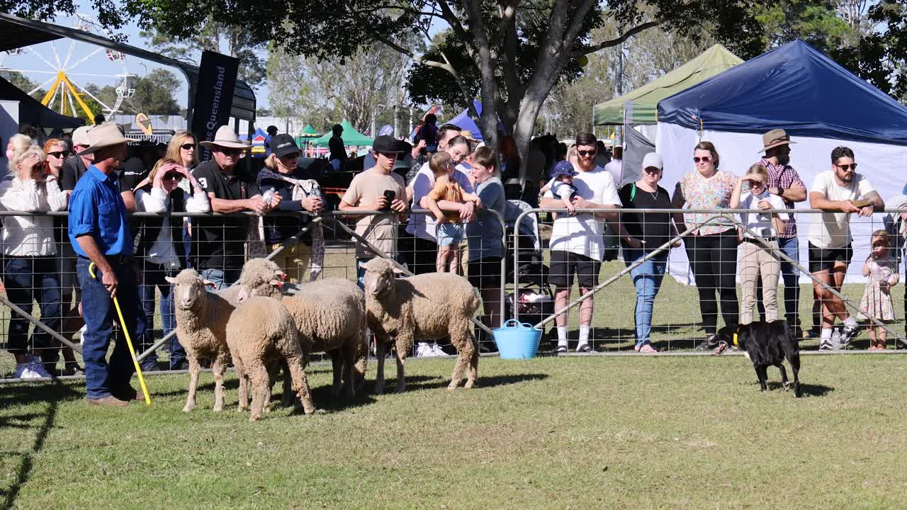 목자 개 가 관중 들 앞 에서 양 들 을 양육 하고 있다