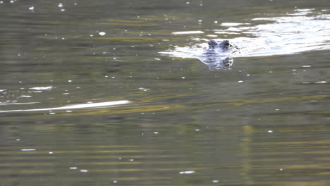 alligator stalking a prey, swimming after it in the water