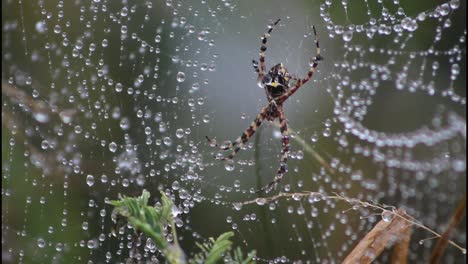 araña en una red cubierta de rocío