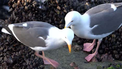 gaviotas del pacífico en una zona intermareal rocosa cubierta de mejillones