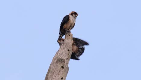 El-Falconet-De-Muslo-Negro-Es-Una-De-Las-Aves-Rapaces-Más-Pequeñas-Que-Se-Encuentran-En-Los-Bosques-De-Algunos-Países-De-Asia