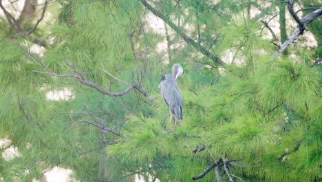 Great-Blue-Heron-Putzt-Federn,-Während-Er-Auf-Einem-Grünen-Baum-Thront