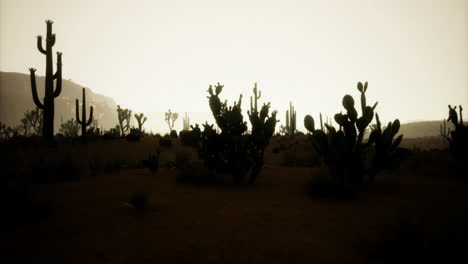 desert landscape at dusk with silhouetted cacti and distant mountains