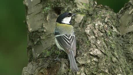 carbonero común descansando sobre un tronco de árbol cubierto de musgo en un bosque tropical en saitama, japón