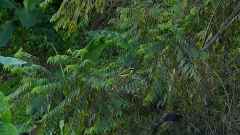 kiskadee yellow bird preaching around tree branches with a black small bird in a tropical green environment, wide shot, conservation concept