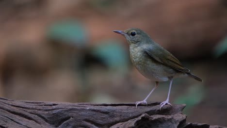 facing to the left while the camera zooms out, siberian blue robin larvivora cyane female, thailand