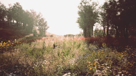 beautiful meadow in the park