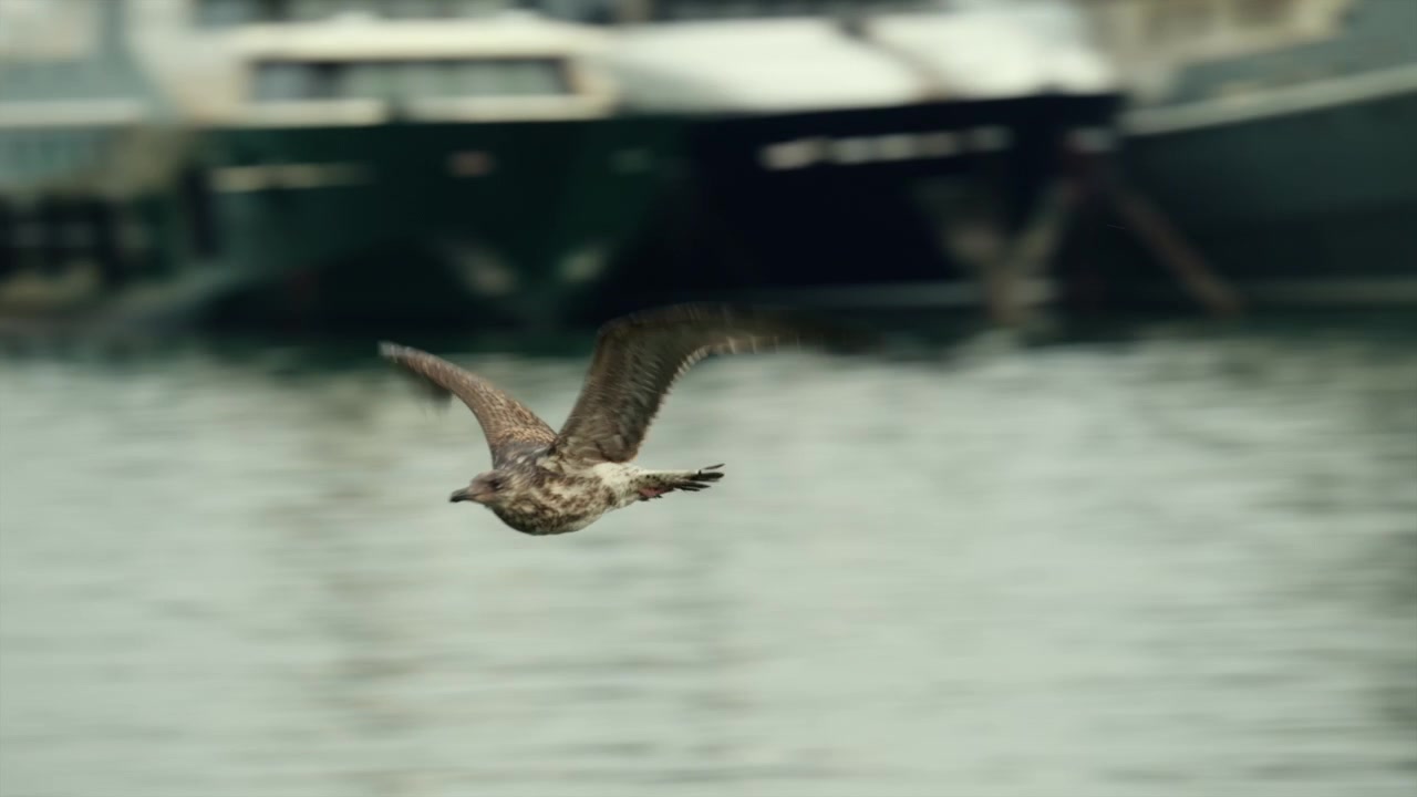 Seagull taking flight over harbor water with large yachts docked. Scene depicting freedom, travel, summer, and coastal life