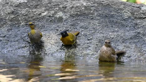 Black-Crested-Bulbuls,-Streaked-Eared-Bulbul,-Stripe-throated-Bulbul,-Baden-Im-Wald-An-Einem-Heißen-Tag,-Pycnonotus-Flaviventris,-Pycnonotus-Conradi,-Pycnonotus-Finlaysoni,-Originalgeschwindigkeit