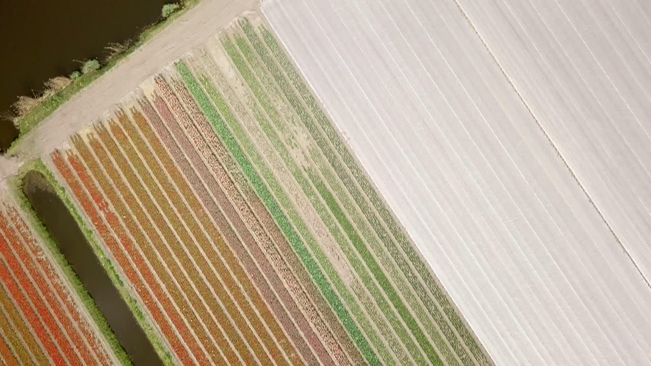 Bird eyes view of the tulip fields in Holland